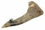 Fossil Sawfish (Onchopristis) Rostral Barb - Morocco #285517-1